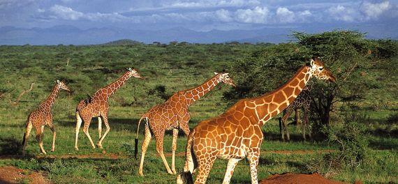 Kenia - Giraffen - National Park