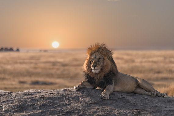 Leeuw - Serengeti - Tanzania