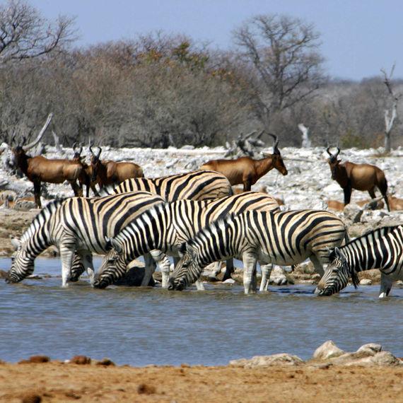 Dieren bij Waterpoel - Namibie - Etosha National Park