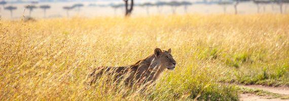 Afrika Kenia Landschap Leeuw