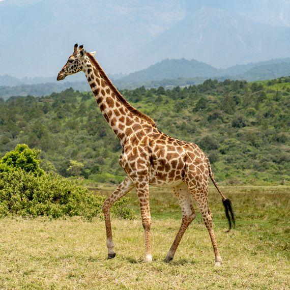 Giraf - Tanzania