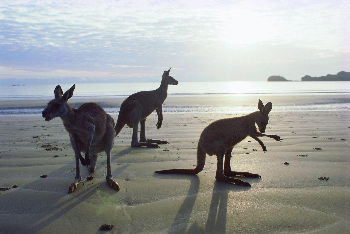 Australië Kangaroo Beach Strand