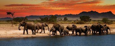 Olifanten Zuid-Afrika Sunset zonsondergang