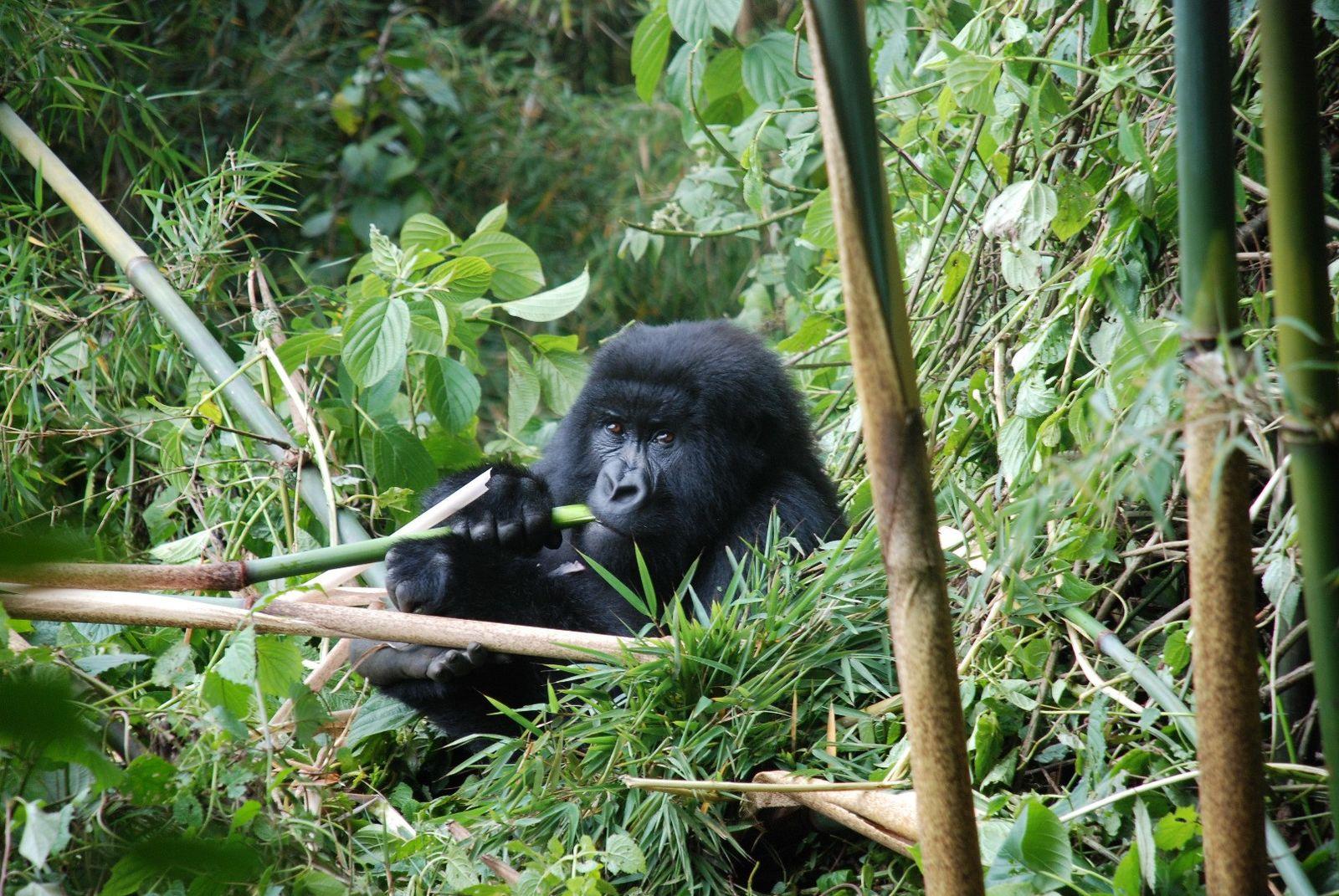 Gorilla Oeganda Rwanda Jungle
