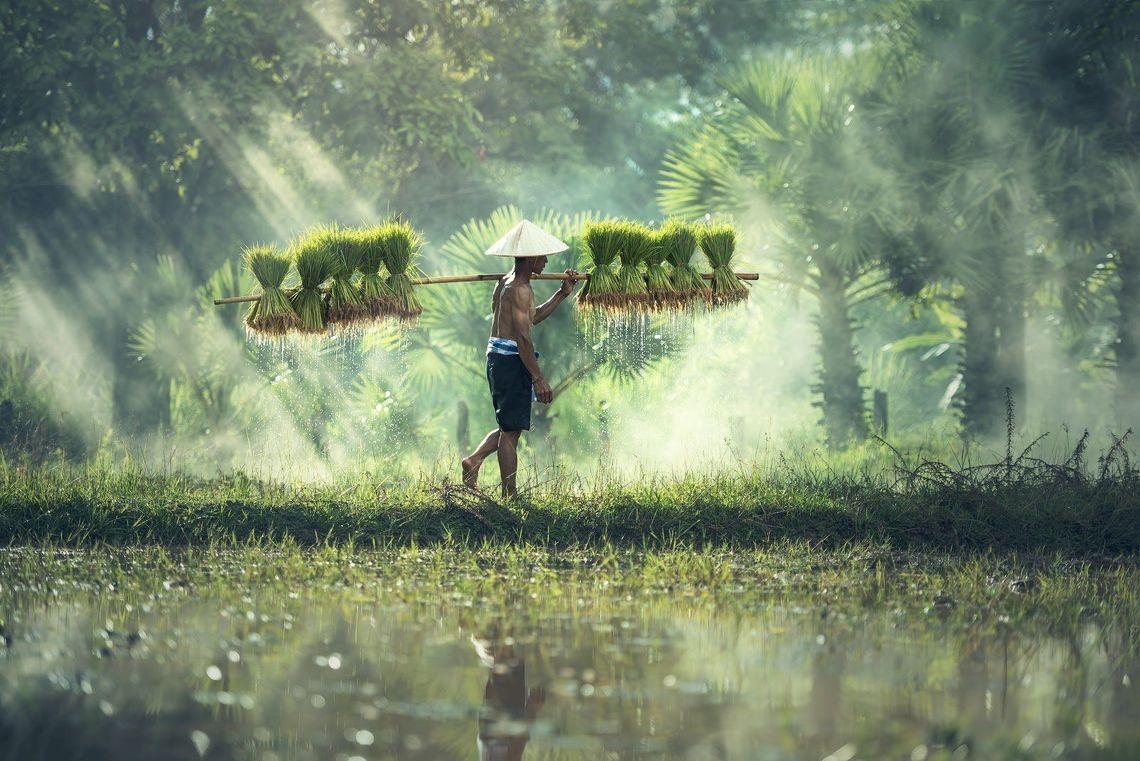 Vietnam Azie rijstvelden