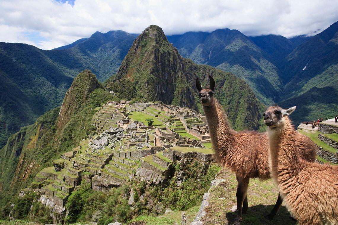 Machu Picchu Alpaca Peru