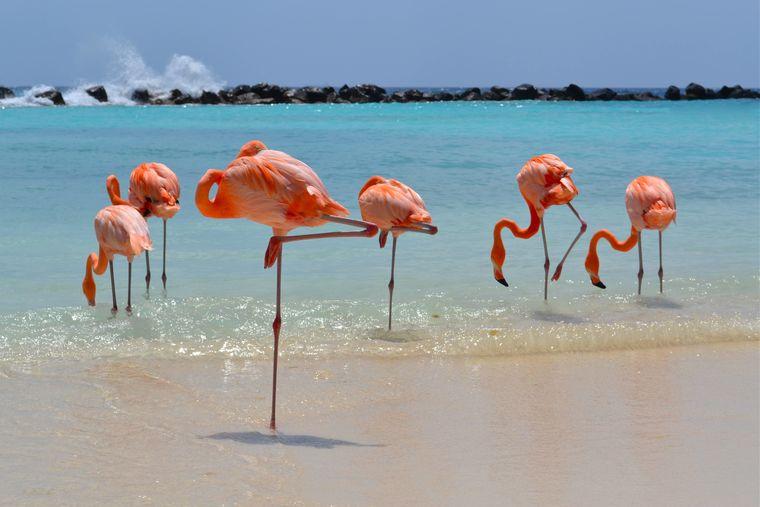 Flamingo's - Aruba
