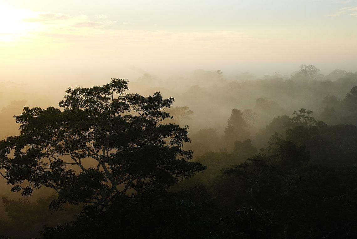 Amazone - Jungle - Bomen - mistig