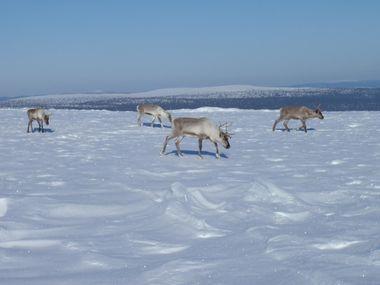 Rendieren - Sneeuw - Lapland