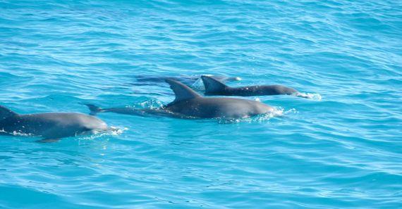 Malediven Dolfijnen