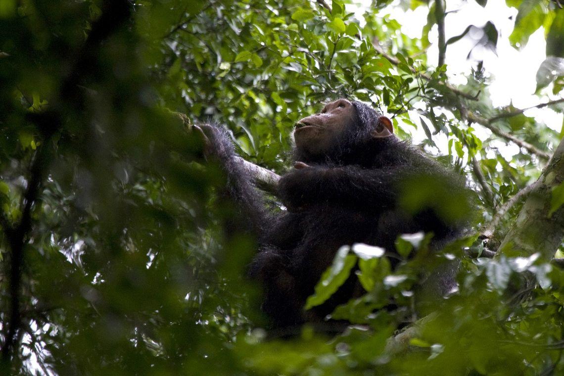 Oeganda Wandelen Chimpansees Kibale Forest