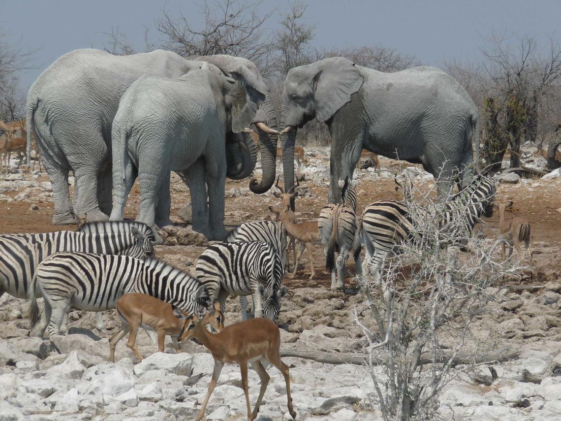 Etosha National Park - Zebra's - Olifanten - Gnoe's