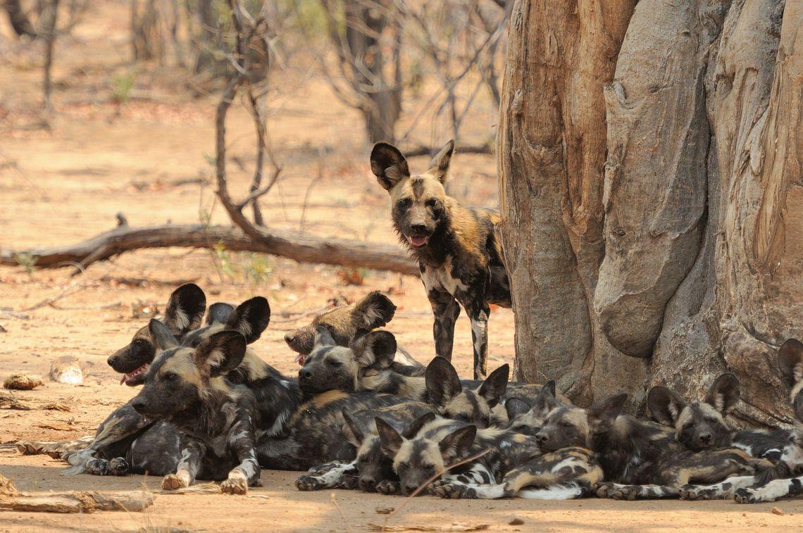 Zimbabwe - wilde honden - Afrika