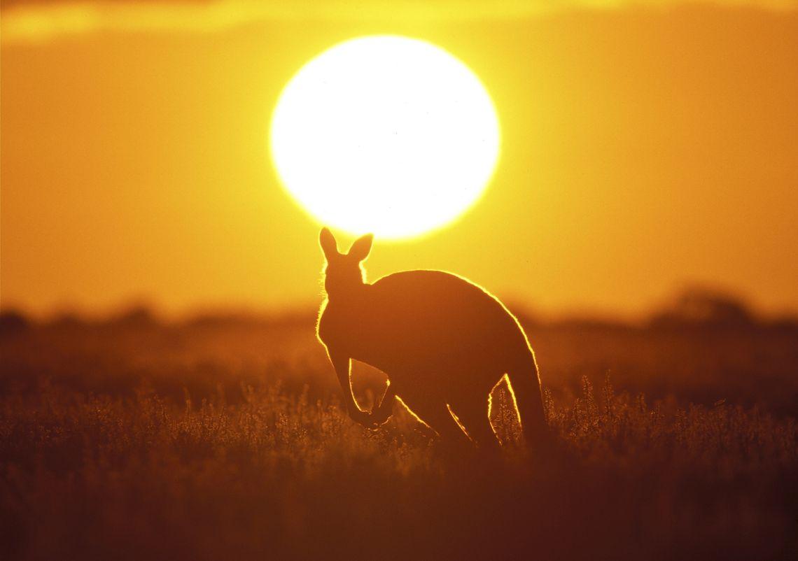 Kangaroo - Sunset -  Australië