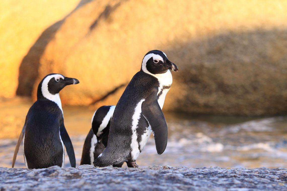 Pinguïns kaapstad