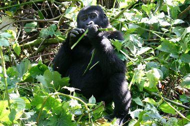 Gorilla - Oeganda - Jungle