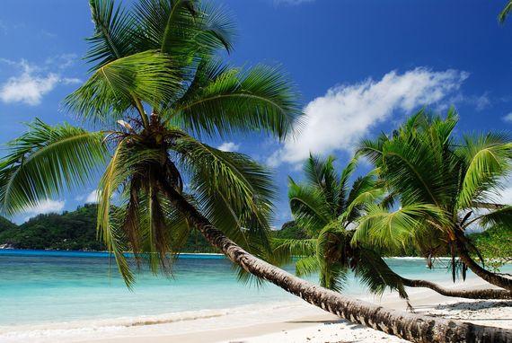 Praslin - Seychellen - Strand - Palmbomen