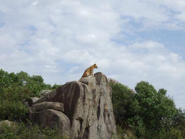 Safari - Leeuw - Tanzania - Rots - National Park