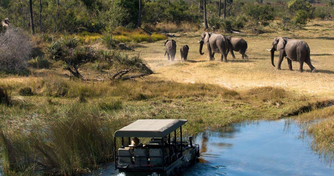 Safari - Botswana - Olifanten - Jeep