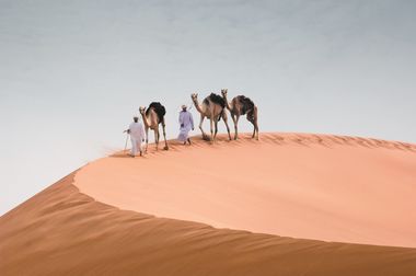 Kamelen - Woestijn - Abu Dhabi - Verenigde Arabische Emiraten - Midden-Oosten