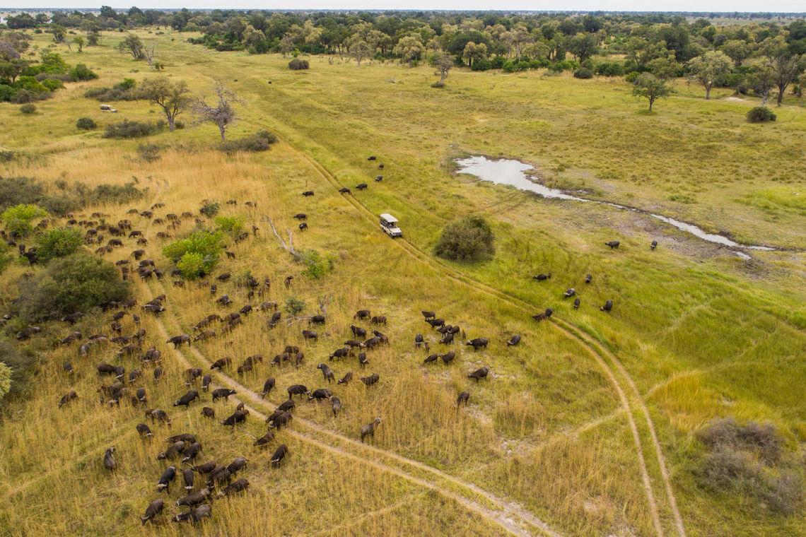 Safari - Wildparadijs - Jeep - dieren - Botswana