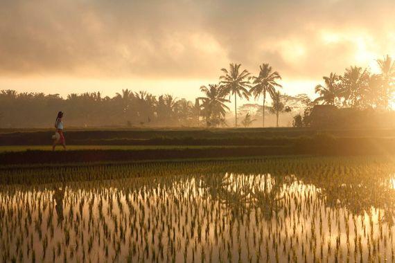 Rijstvelden Indonesië