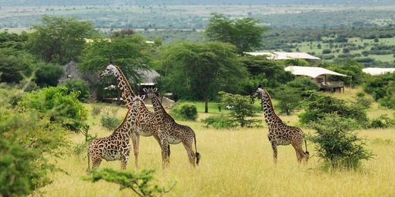 Mara Bushtops - Giraf - Kenia