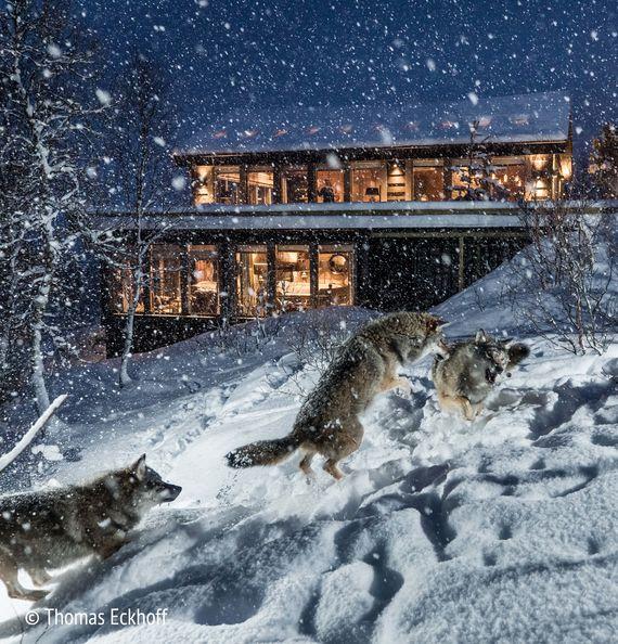 Wolf Lodge - Buitenkant - Sneeuw - Husky's