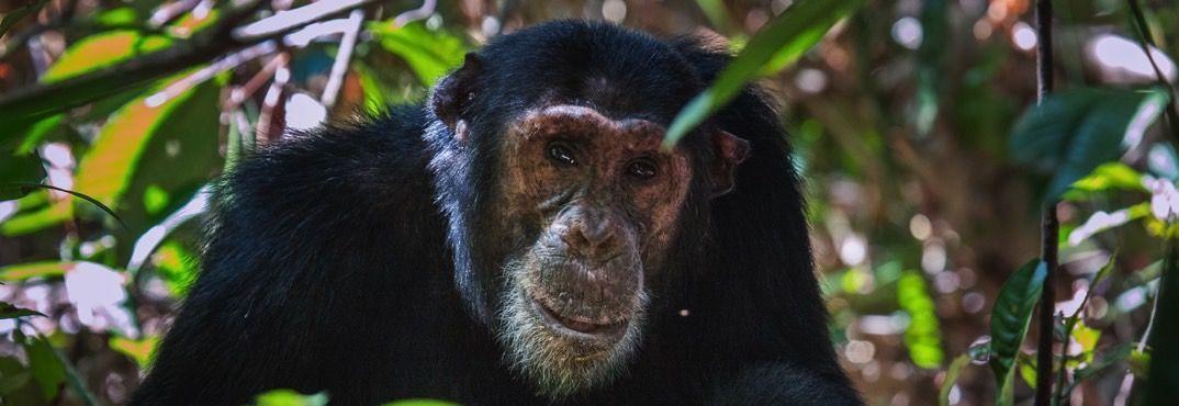 Chimpansee - Tanzania