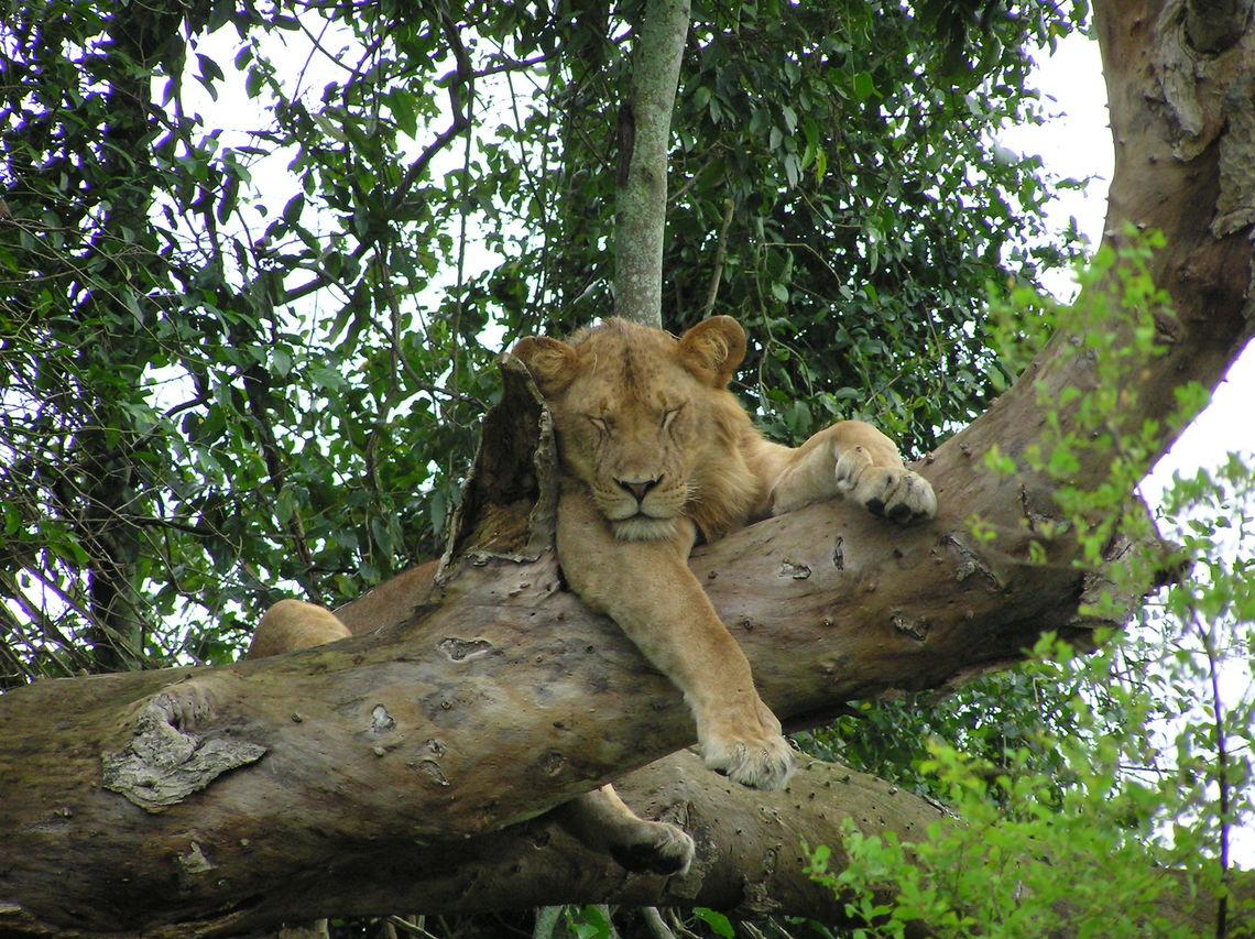 Leeuw in boom - Oeganda
