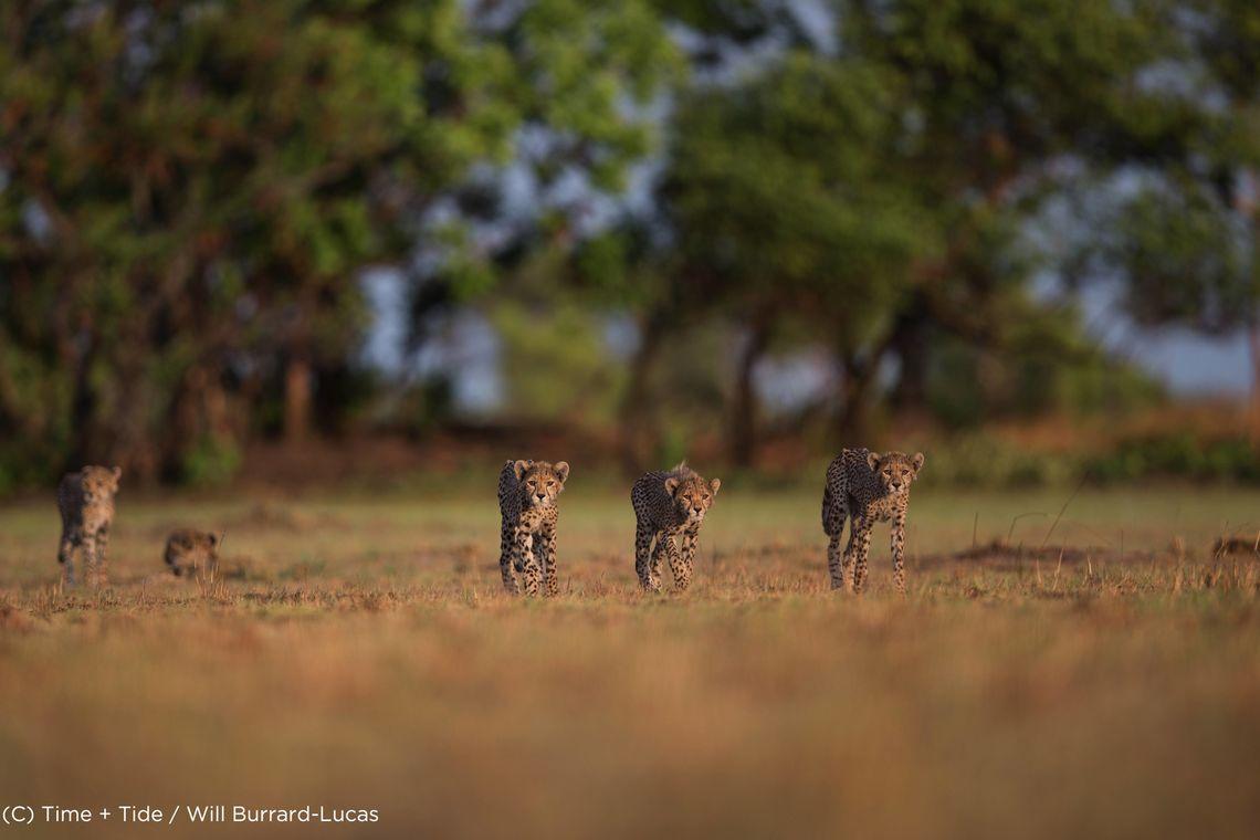 Cheetah - Safari - Afrika