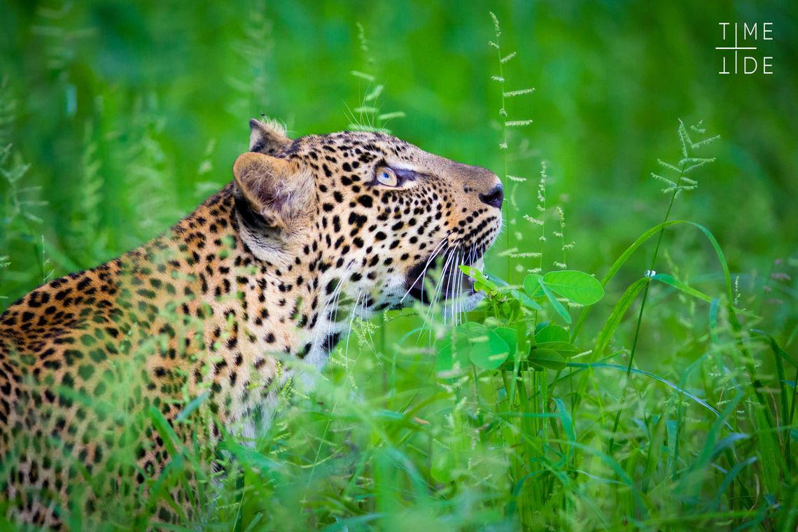 South Luangwa - Leopard