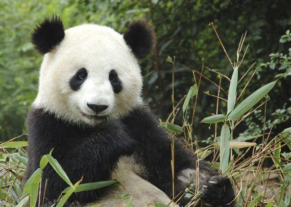 Panda - China