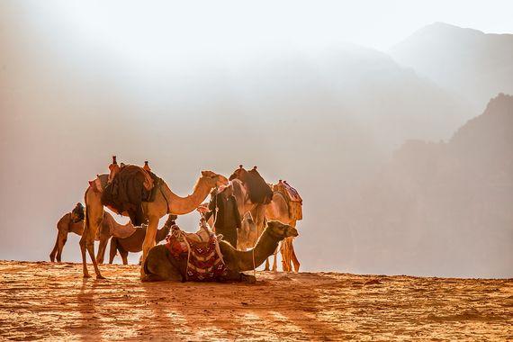 Jordanië - Kamelen - Petra