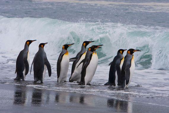 Antarctica - Pinguins spotten