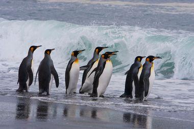 Antarctica - Pinguïns spotten