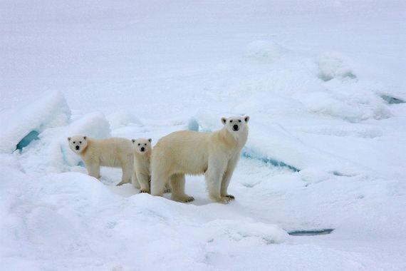 IJsberen - Spitsbergen - Noordpool