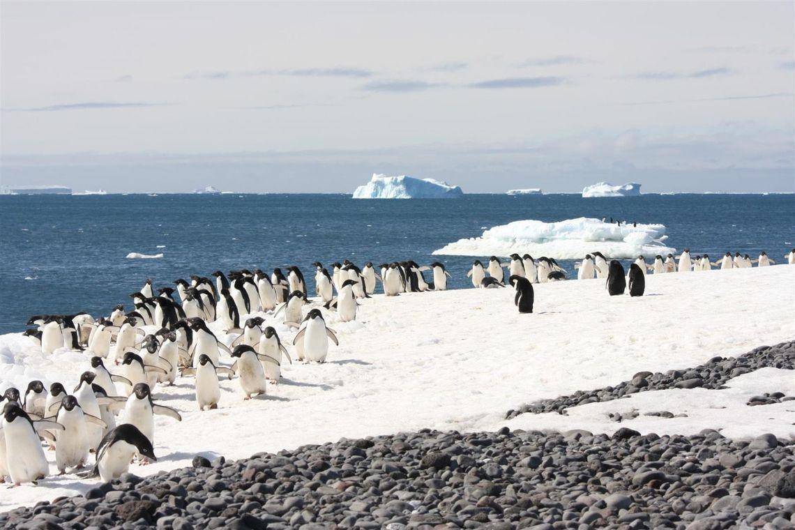 Antarctivca - poolcirkel - Zuidpool - Pinguins