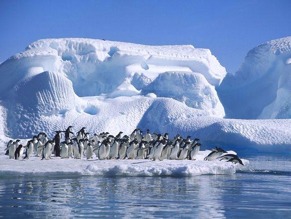 Zuidpool - Pinguïns - IJs
