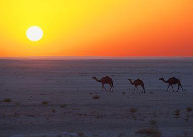Oman - Dubai - Woestijn - Kamelen
