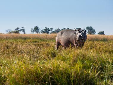 Selinda Camp | Botswana | Nijlpaard