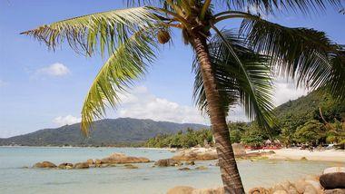 Strand - Palmbomen