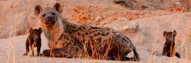 Cheetah | Botswana