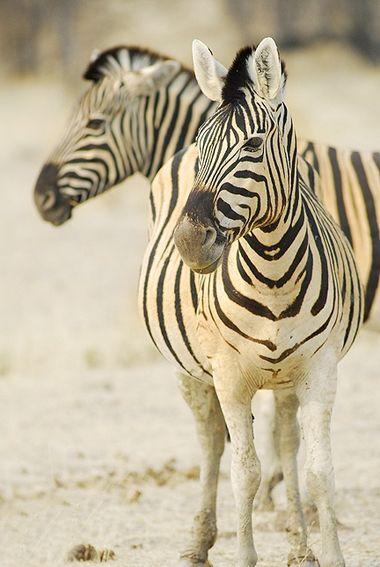 Zebra - Namibie - Etosha National Park