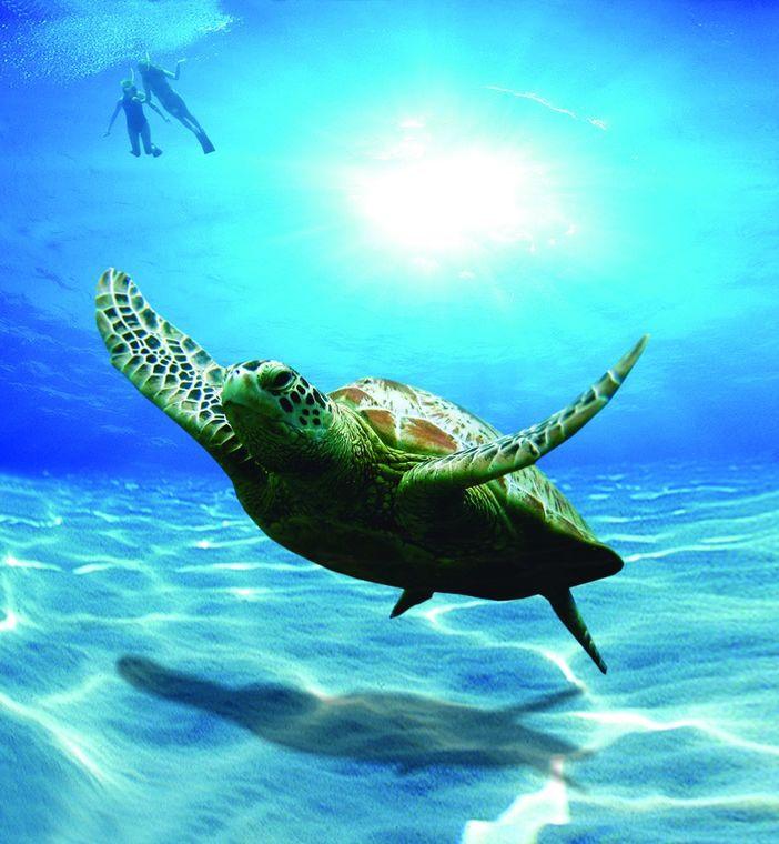 Snorkelen - Schildpad - Dubai - Oman