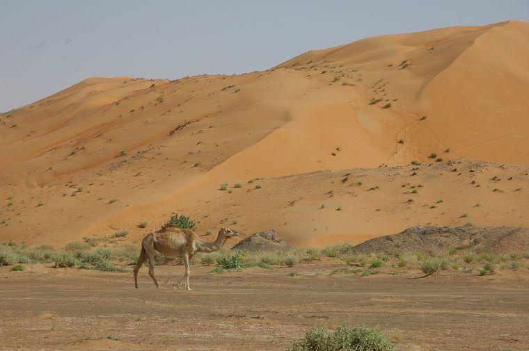 Woestijn - Kameel - Oman