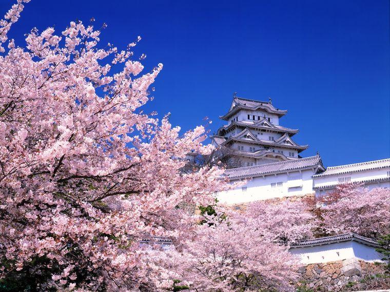Himeji Castle - Spring - Japanse Bloesem