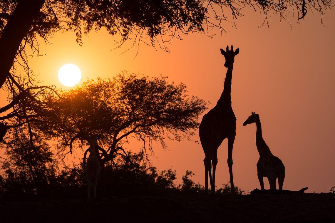 Zonsondergang - Giraffen - Oranje - Namibië