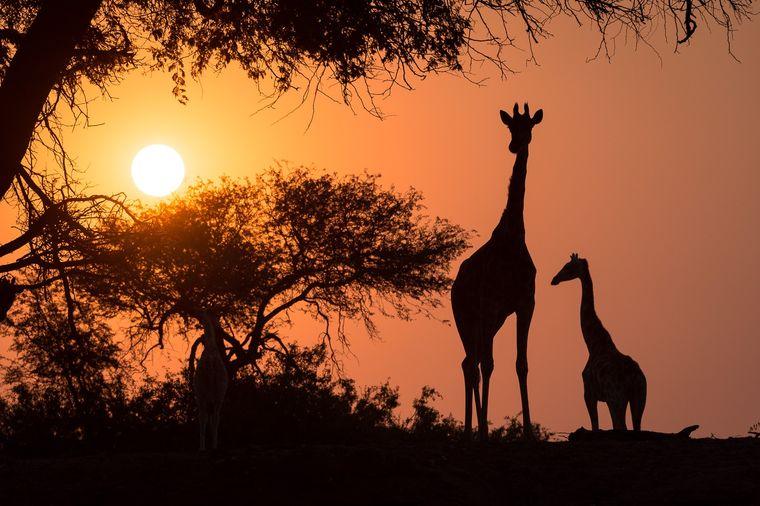 Zonsondergang - Giraffen - Oranje - Namibie