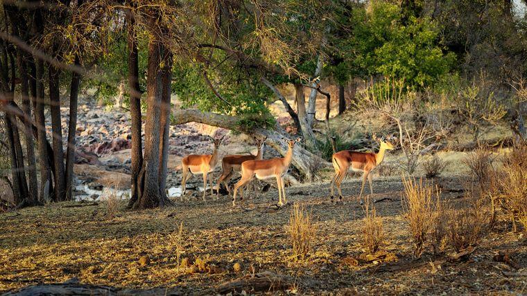 Wildlife - Impala - Koro River - Botswana - Afrika